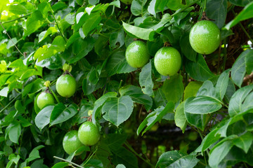 Close up green raw fresh passion fruit on the vine tree