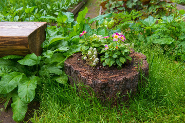 SOLOVKI, REPUBLIC OF KARELIA, RUSSIA - JUNE 27, 2018:  In the Botanical garden of the Solovetsky Islands. Solovki Islands, Arkhangelsk region, White Sea © Konstantin