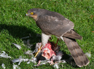 Female Sparrow hawk with feral pigeon kill in urban house garden.