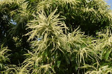 白く長い栗の花
