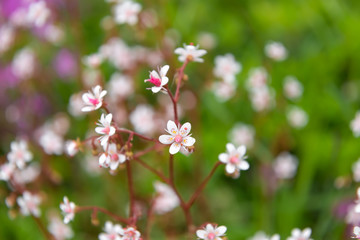 Obraz premium Small white flowers with a pink pestle