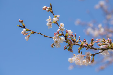 sakura