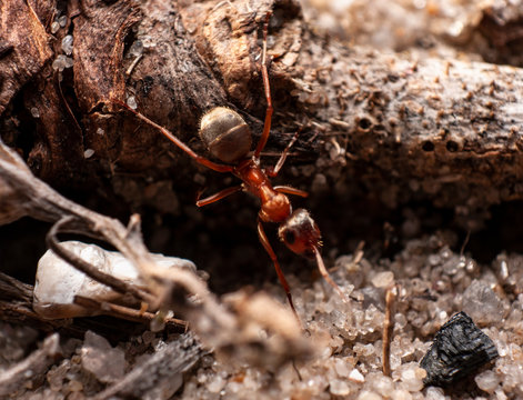 Red ant is very small.