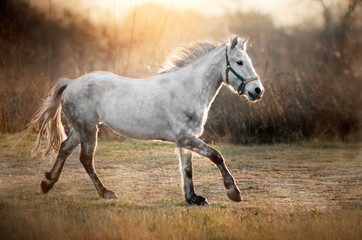 beautiful horse grace walk in the morning fields