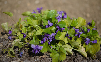  bed with violets