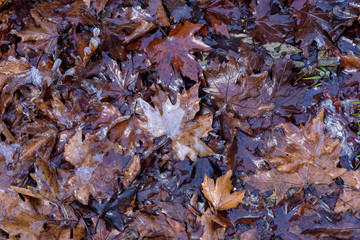 Fallen leaves with hoarfrost close-up