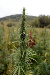 Cannabis bushes in Western Siberia. Russia
