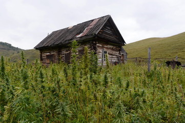 Obraz premium Cannabis bushes in Western Siberia. Russia