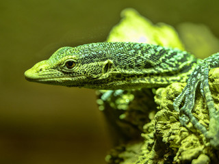 Blue Spotted Tree Monitor, Varanus macraei, is a smaller tree monitor