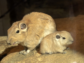 Common gundi, Ctenodactylus gundi, female with cub