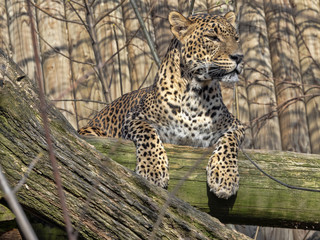 Fototapeta na wymiar Sri Lanka Leopard, Panthera pardus kotiya, lying high on branch