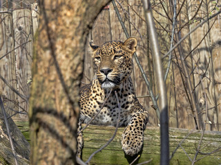 Sri Lanka Leopard, Panthera pardus kotiya, lying high on branch