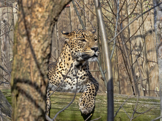 Sri Lanka Leopard, Panthera pardus kotiya, lying high on branch