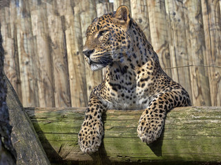 Fototapeta na wymiar Sri Lanka Leopard, Panthera pardus kotiya, lying high on branch