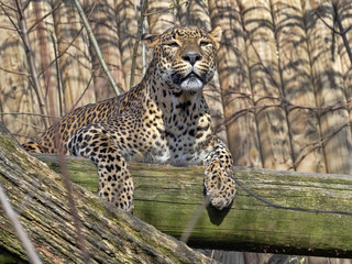 Sri Lanka Leopard, Panthera pardus kotiya, lying high on branch