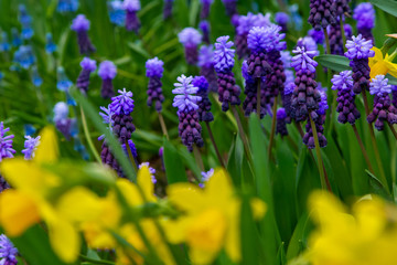 Decorative flowers in a greenhouse