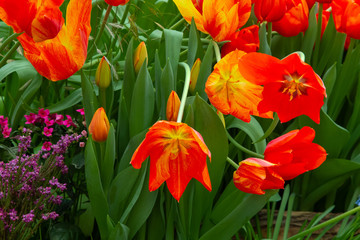 Decorative flowers in a greenhouse