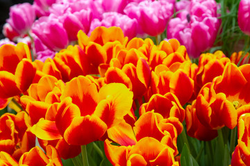 Decorative flowers in a greenhouse