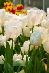 Decorative flowers in a greenhouse