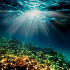 Fototapeta na wymiar a underwater coral reef on the red sea