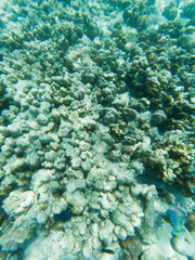 underwater marine life on coral reefs