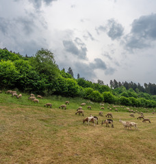 The grazing sheeps on a pasture