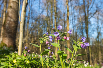 Unspotted lungwort flowers on a meadow at spring