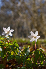 Wood Anemones in a meadow at spring