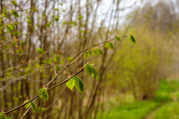 Green leaves buds on a branch