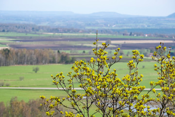 Tree with spring buds in a rural landscape