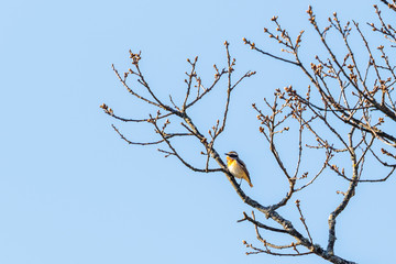 Whinchat bird on a leafless tree branch at spring