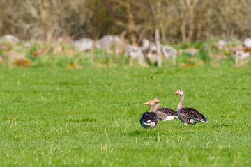 Greylag geese on a grass field