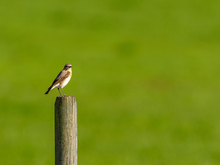 Northern wheatear at a green meadow