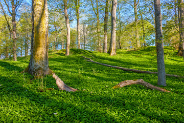 Obraz premium Beautiful deciduous forest with green wild garlic leaves on the ground