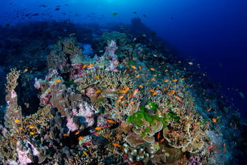 Fototapeta na wymiar A beautiful hard coral reef in shallow water at sunrise