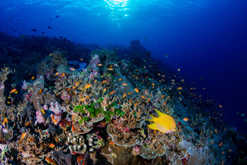 Plakat A beautiful hard coral reef in shallow water at sunrise
