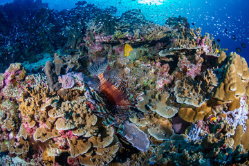 Colorful Lionfish patrolling a tropical coral reef at sunrise