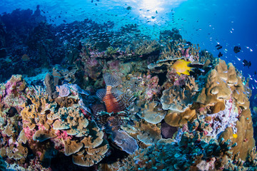 Naklejka na ściany i meble Colorful Lionfish patrolling a tropical coral reef at sunrise