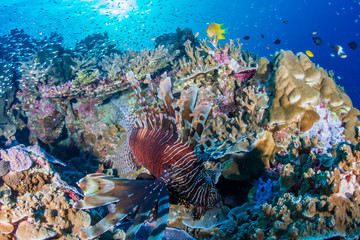 Colorful Lionfish patrolling a tropical coral reef at sunrise