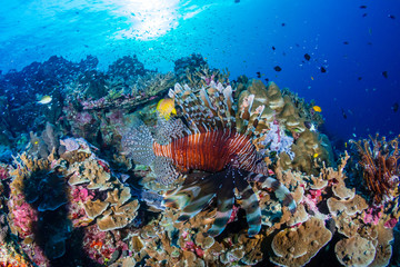 Naklejka na ściany i meble Colorful Lionfish patrolling a tropical coral reef at sunrise