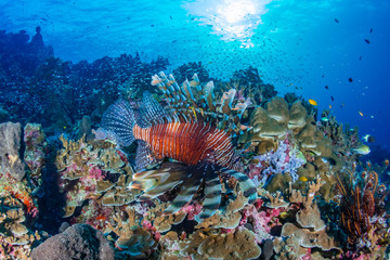 Fototapeta na wymiar Colorful Lionfish patrolling a tropical coral reef at sunrise