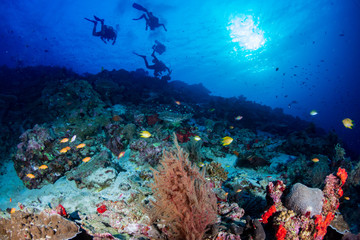 SCUBA divers swimming over a tropical coral reef