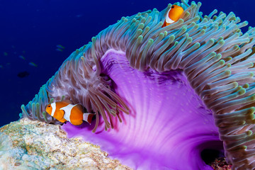 A pair of Clownfish in their home anemone on a tropical coral reef