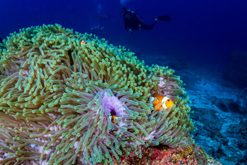 A pair of Clownfish in their home anemone on a tropical coral reef