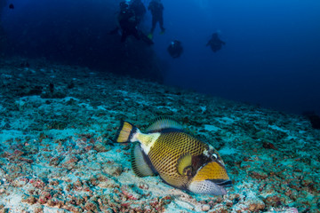 Naklejka na ściany i meble Large Titan Triggerfish feeding on a tropical coral reef at dawn