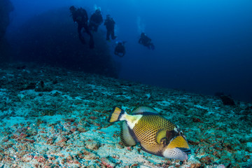 Large Titan Triggerfish feeding on a tropical coral reef at dawn