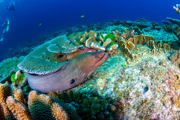 Naklejka na ściany i meble Giant Moray Eel hidden in a hole in a tropical coral reef