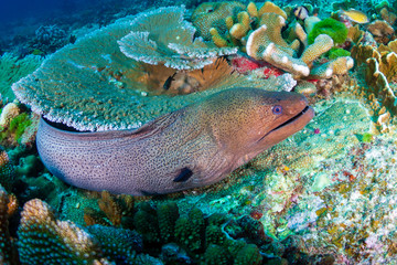 Giant Moray Eel hidden in a hole in a tropical coral reef