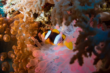 Fototapeta na wymiar Banded Clownfish on a beautiful red anemone on a tropical coral reef