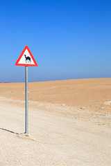 Camel Crossing in the desert